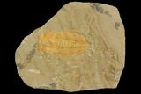Hamatolenus vincenti Trilobite Molt - Tinjdad, Morocco #141866-1